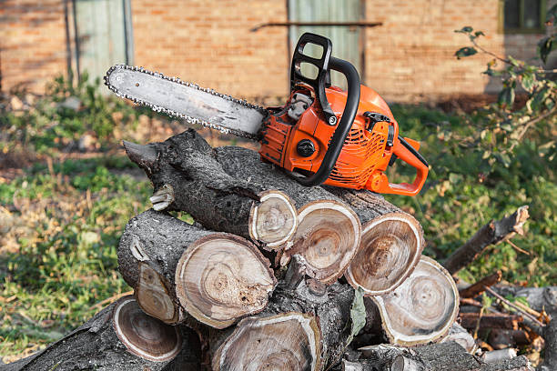 Best Affordable Tree Service  in Amesti, CA